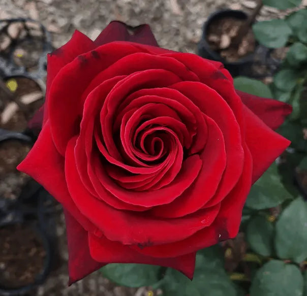 Mister Lincoln Hybrid Tea Rose