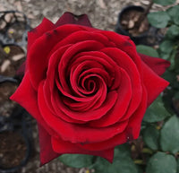 Mister Lincoln Hybrid Tea Rose