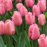 Heirloom Non-GMO Tulip Flower Seeds for Planting – Vibrant Spring Garden Blooms