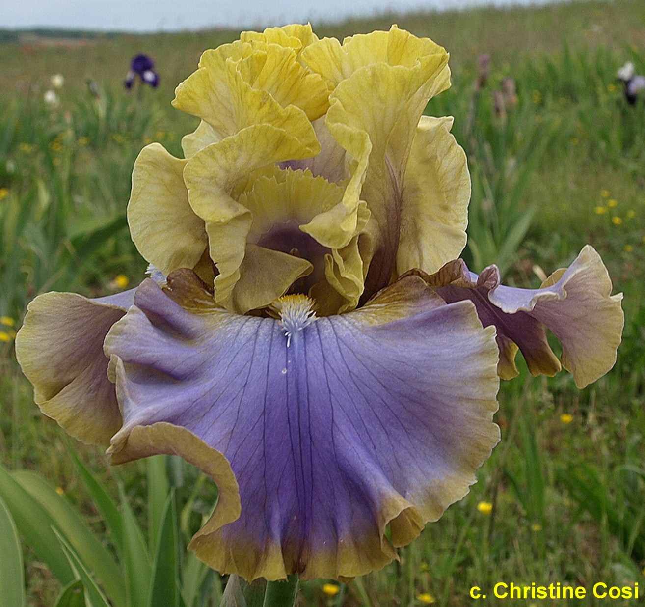 Repertoire Bearded Iris