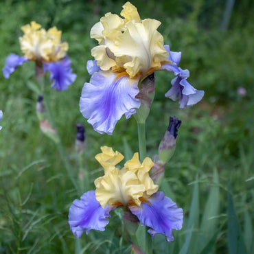 Style Traveller Bearded Iris