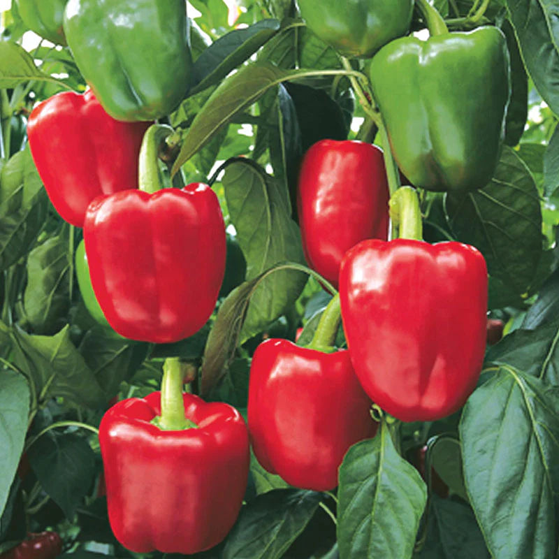 Olympus – Bell Pepper Seed