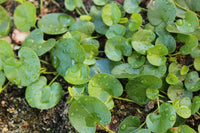 Dichondra Repen Plant Seeds – Heirloom, Non-GMO, Lush Ground Cover for Garden and Landscape Planting