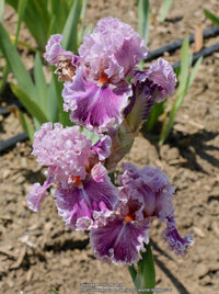 Just Witchery Bearded Iris Seeds
