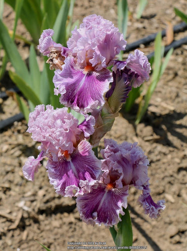Just Witchery Bearded Iris Seeds