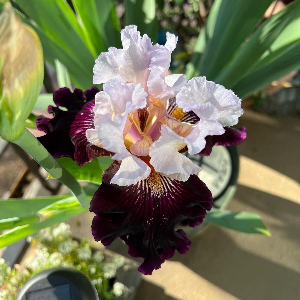 Twist of Sheree Reblooming Bearded Iris Seeds