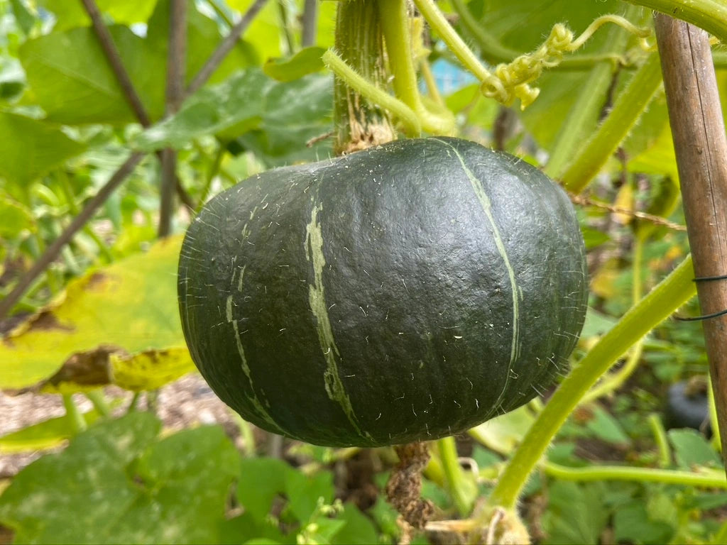 Buttercup (Burgess Strain) – Organic Squash