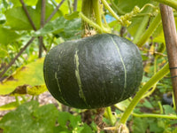Buttercup (Burgess Strain) – Organic Squash