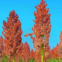 Sorghum Seeds