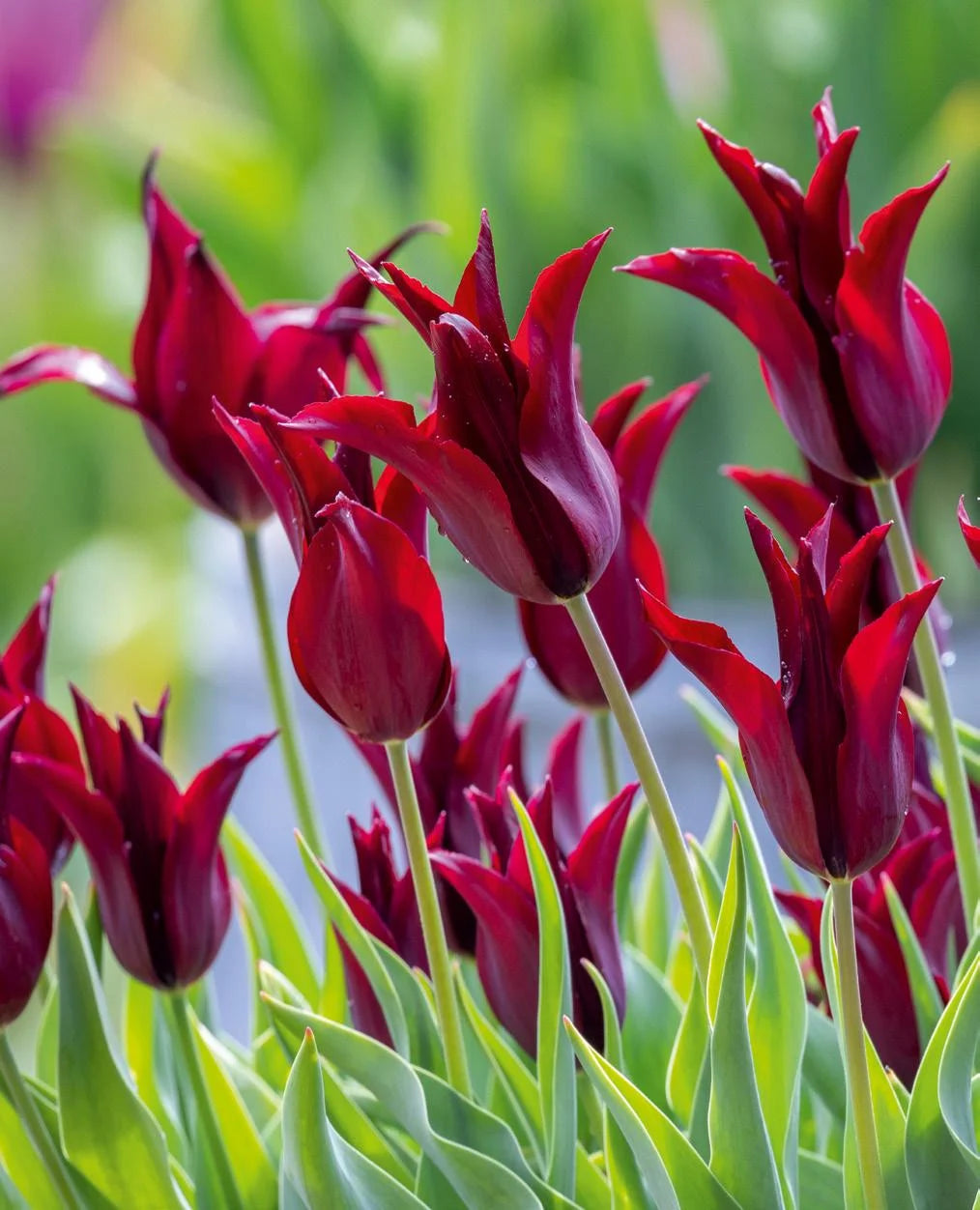 Sarah Raven Tulip Seeds