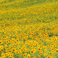 Mammoth Russian Sunflower Seeds