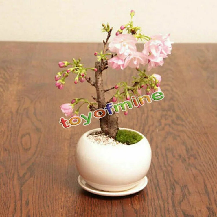 Cherry Tree Japanese New Blossoms Sakura Seeds