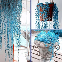 Blue Pearl Chlorophytum Seeds