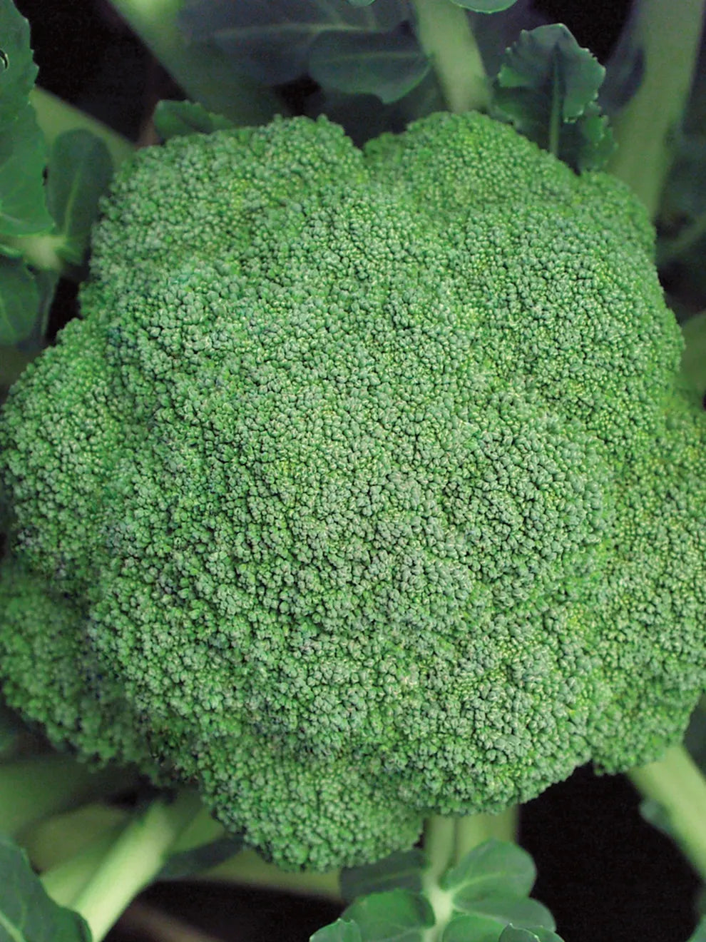 Marathon – Broccoli Seed