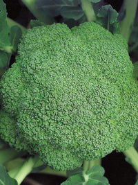 Marathon – Broccoli Seed