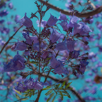 Jacaranda Flower Seeds