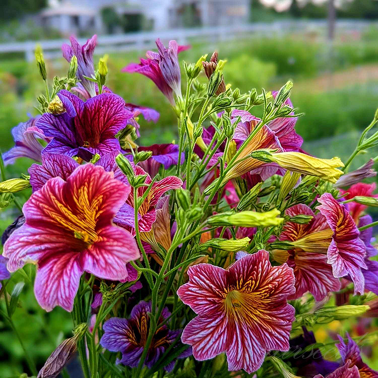 Chilean Morning Glory Seeds
