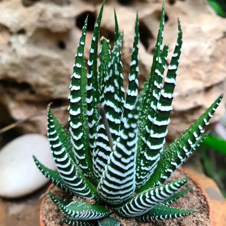 Edible Aloe Vera Plant Dark Green and White Aloe Vera Seeds for Indoor or Outdoor Planting 100 pcs