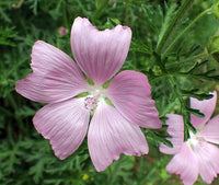 Organic Heirloom Non-GMO Pink Musk Mallow Seeds for Planting – Vibrant Garden Blooms