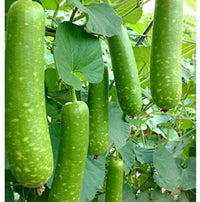 Splorias Bottle Gourd Lagenaria siceraria seeds for planting