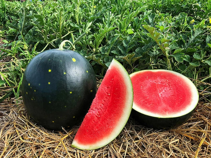 Black Watermelon Fruit Seeds for Garden Cultivation 100 pcs