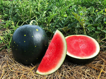 Black Watermelon Fruit Seeds for Garden Cultivation 100 pcs