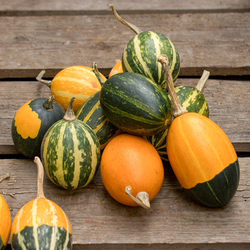 Goblin Eggs Mix – Gourd Seed