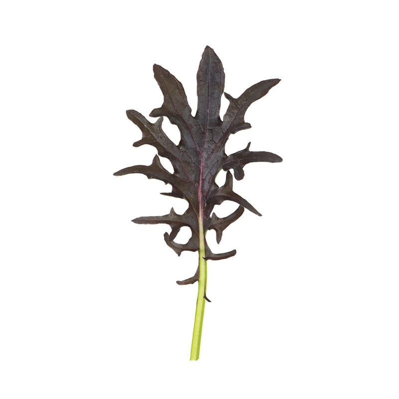 KX-1 – Organic Kale Seed