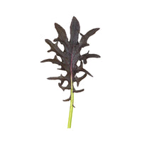 KX-1 – Organic Kale Seed