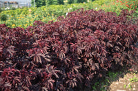 Mahogany Splendor – Hibiscus Seed