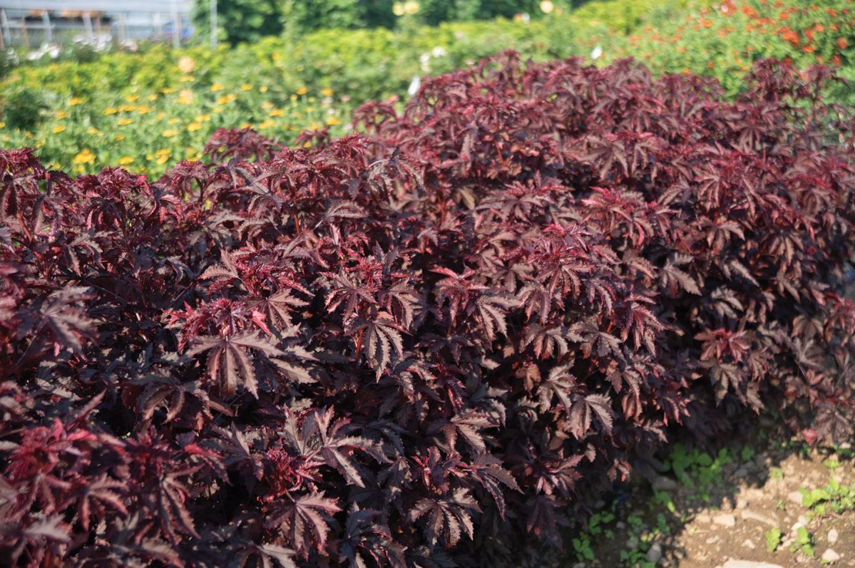 Mahogany Splendor – Hibiscus Seed