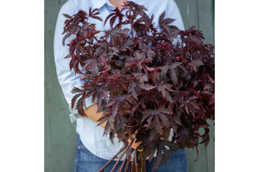 Mahogany Splendor – Hibiscus Seed