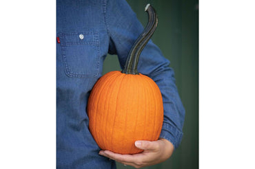 Pipsqueak PMR – Pumpkin Seed