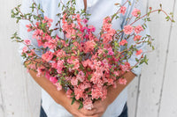 Elegant Salmon – Clarkia Seed