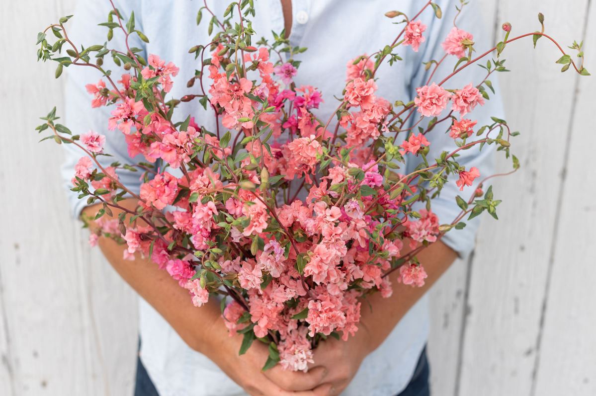 Elegant Salmon – Clarkia Seed