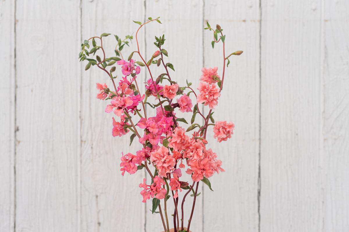 Elegant Salmon – Clarkia Seed