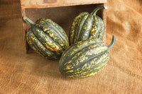 Starry Night PMR – Organic Acorn Squash Seed