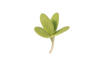 Shungiku Broadleaf – Microgreen Seed
