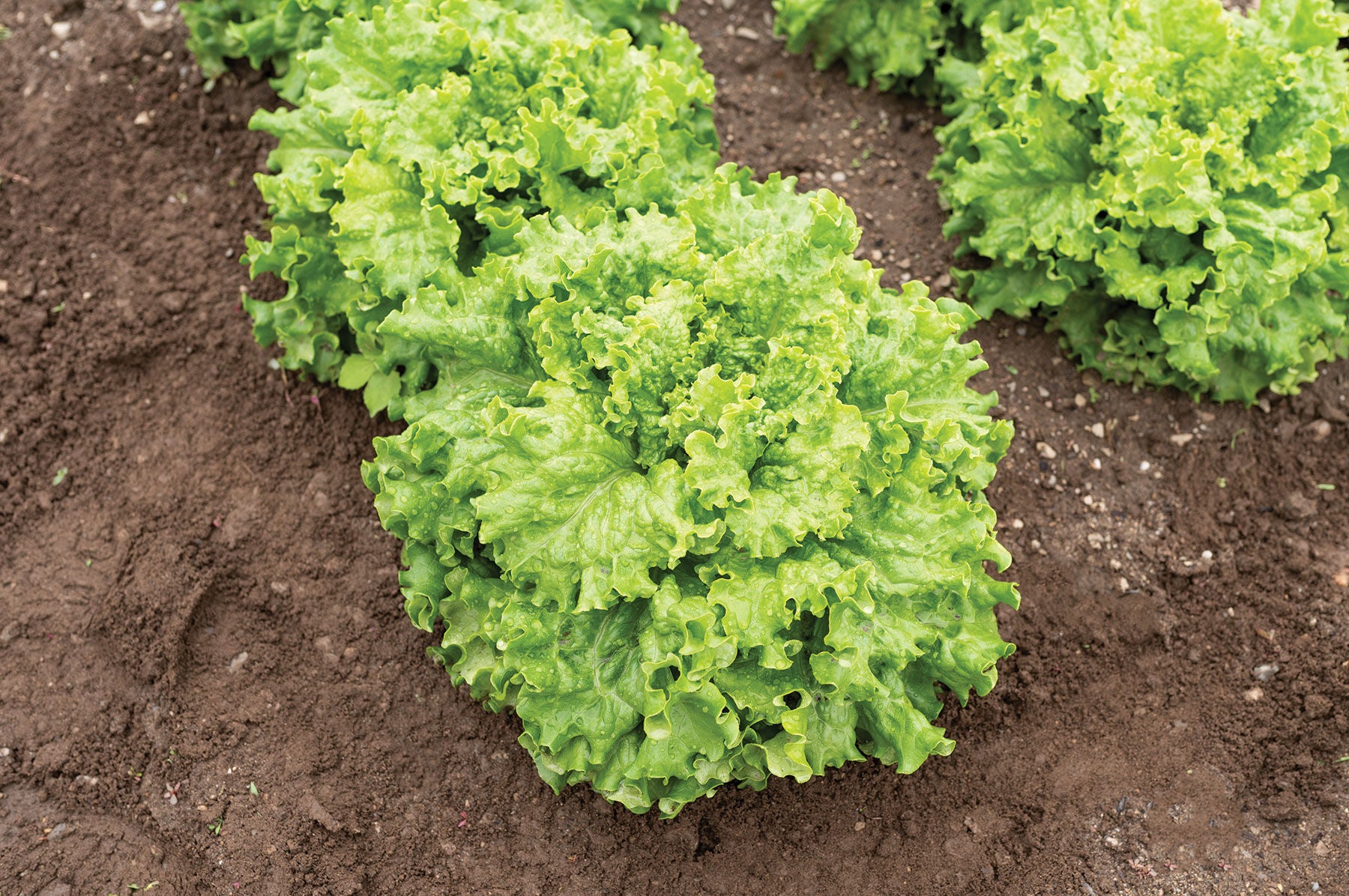 Grazion – Lettuce Seed