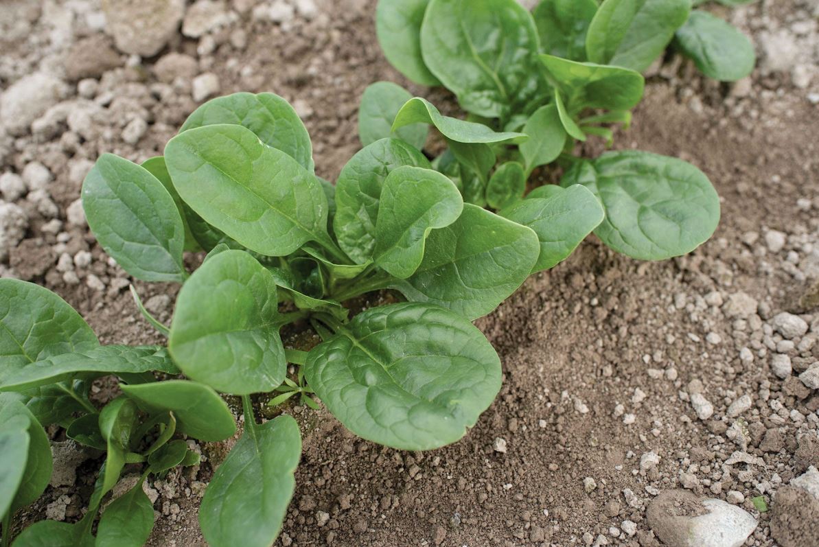 Lizard – Spinach Seed