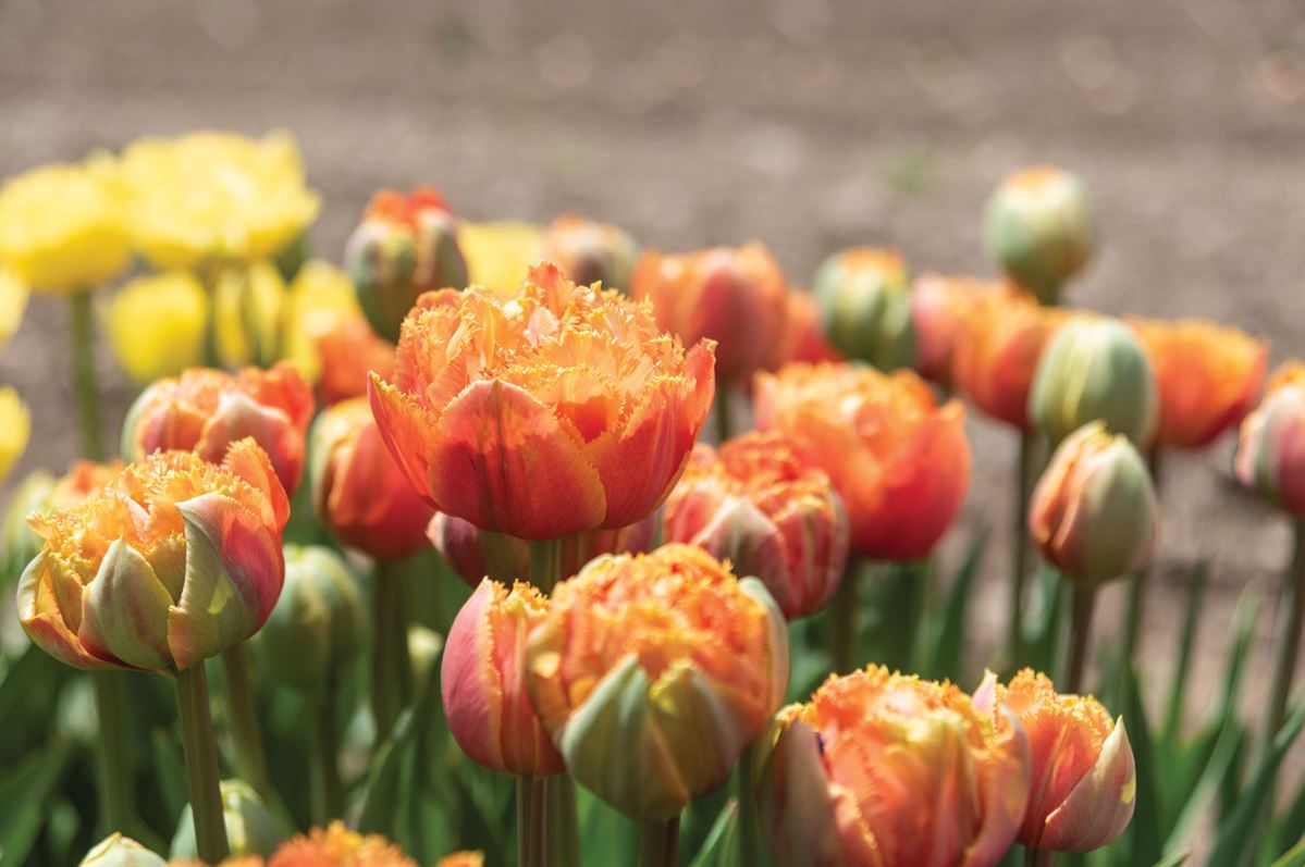 Sensual Touch – Tulip