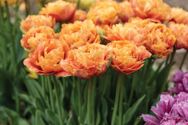 Sensual Touch – Tulip