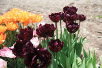 Palmyra – Tulip