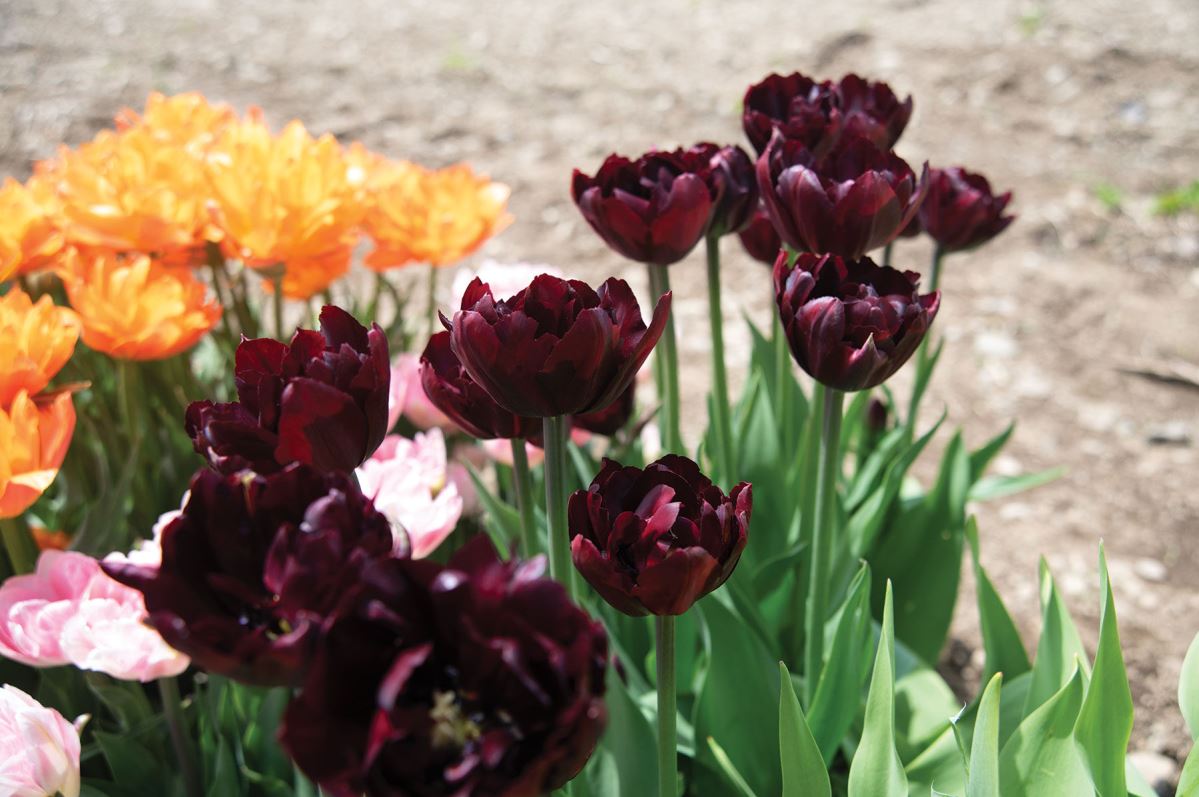 Palmyra – Tulip