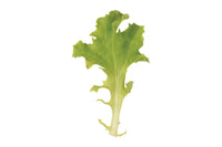 Tango – Lettuce Seed
