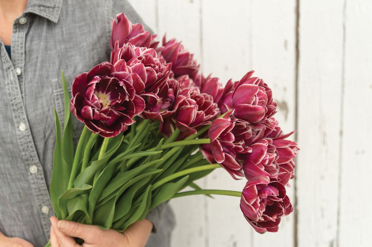 Dream Touch – Tulip