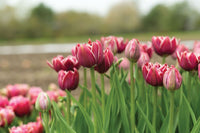 Dream Touch – Tulip