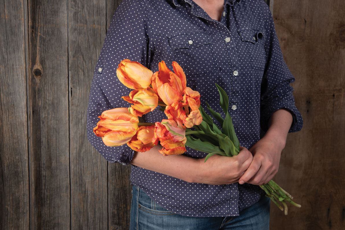 Parrot King – Tulip