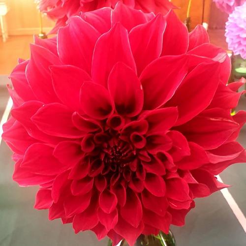 Dahlia- Red Tiger (Tuber)