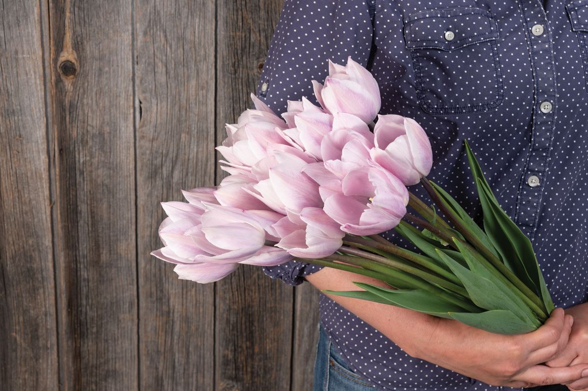 Candy Prince – Tulip